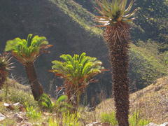 Encephalartos longifolius