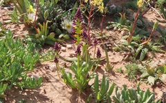Lachenalia framesii