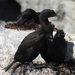 Bank Cormorant - Photo (c) Timothy Whitehead, some rights reserved (CC BY), uploaded by Timothy Whitehead