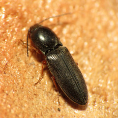 Cardiophorus