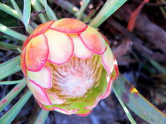 Protea vogtsiae