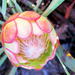 Protea vogtsiae - Photo ללא זכויות יוצרים, הועלה על ידי Di Turner