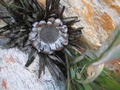 Protea vogtsiae