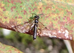 Allantus cinctus