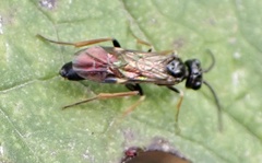 Allantus cinctus