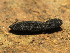 Lacon punctatus
