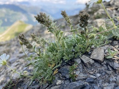 Artemisia genipi