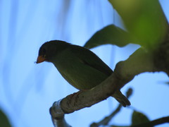 Erythrura pealii