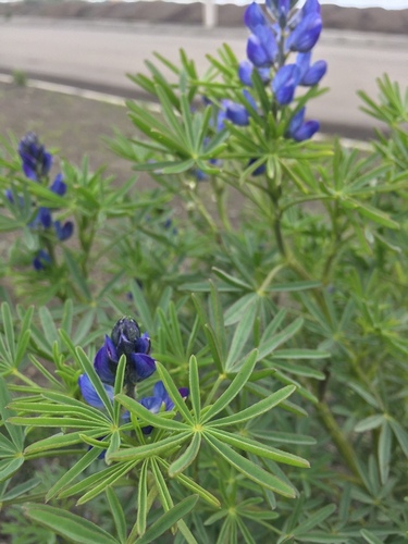 Narrow-leaved Lupine
