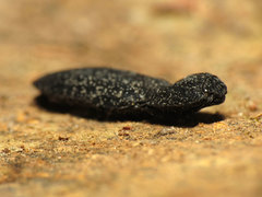 Lacon punctatus