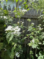 Ageratina altissima
