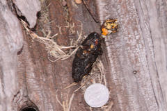 Aonyx capensis capensis