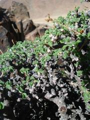 Pelargonium xerophyton