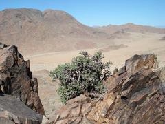 Pelargonium xerophyton