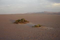 Welwitschia mirabilis image