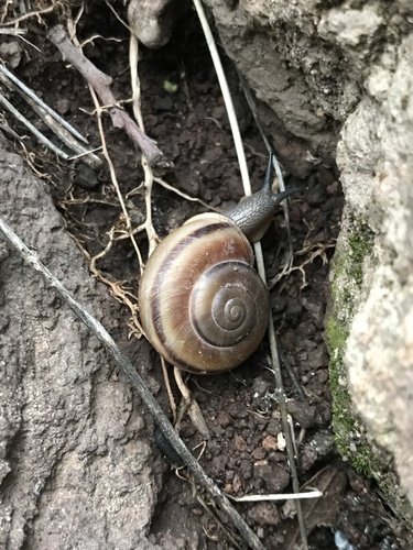 New Mexico Talussnail