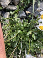Leucanthemum halleri