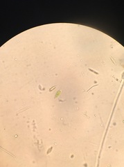 Euglena
