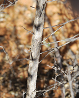 Aspalathus cuspidata