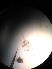 Miozoa