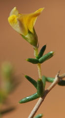 Aspalathus cuspidata