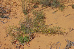 Aspalathus cuspidata