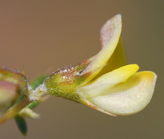 Aspalathus cuspidata