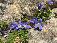 Campanula cenisia