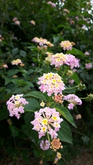 Lantana camara