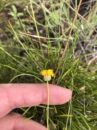 longstalk greenthread (Thelesperma longipes)