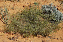 Aspalathus cuspidata