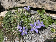 Campanula cenisia