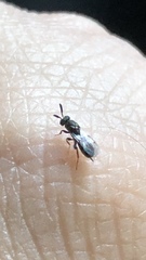 Monodontomerus thorpi