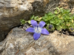 Campanula cenisia