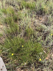 Thelesperma longipes