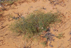 Aspalathus cuspidata