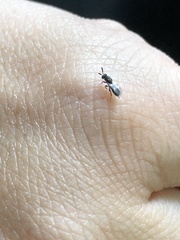 Monodontomerus thorpi