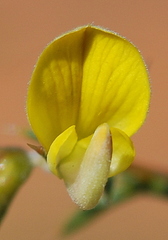 Aspalathus cuspidata