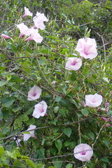Ipomoea incarnata