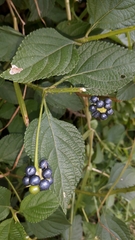 Lantana camara