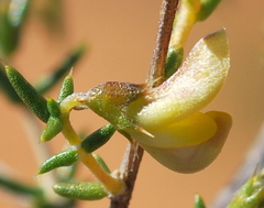 Aspalathus cuspidata