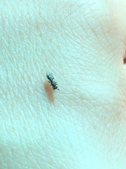 Monodontomerus thorpi