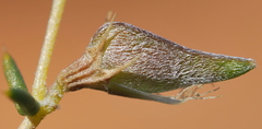 Aspalathus cuspidata