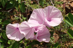 Ipomoea incarnata