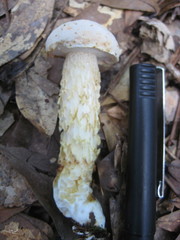 Austroboletus subflavidus image