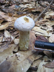 Austroboletus subflavidus image