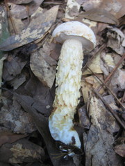 Austroboletus subflavidus image