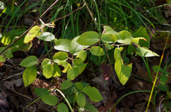 Amelanchier stolonifera