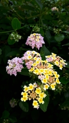 Lantana camara
