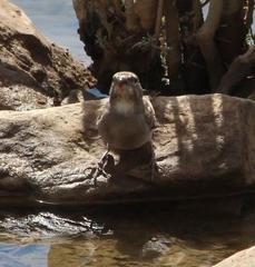 Crithagra albogularis